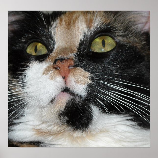 Calico Cat Poster (Front)