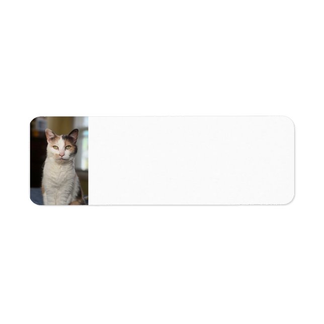 Calico cat return address label (Front)