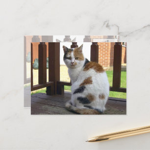 Calico cat sat on decking outdoor postcard