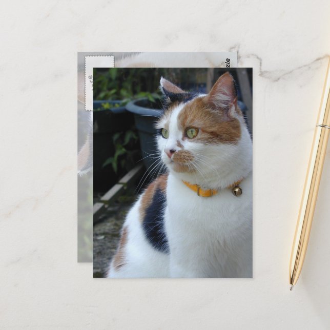 Calico cat sitting outside postcard (Front/Back In Situ)