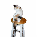 Calico Cat Standing Photo Sculpture<br><div class="desc">A calico cat sitting on a kitchen stool is the subject of this photo sculpture</div>