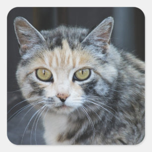Calico Cat Stickers