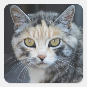 Calico Cat Stickers
