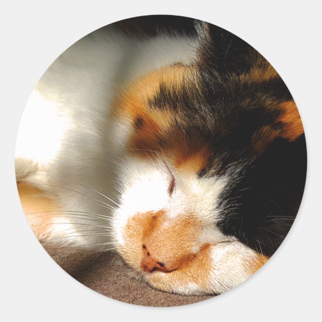 Calico Cat Sunning Classic Round Sticker (Front)