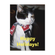 Calico Cat Wearing Scarf Happy Halidays Postcard