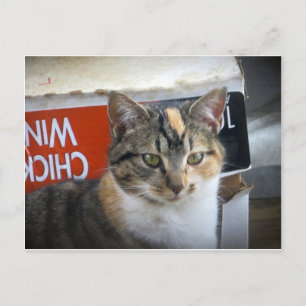 Calico Close Up Postcard