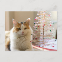 Calico coat lying by her mini Christmas tree