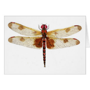 Calico Dragonfly