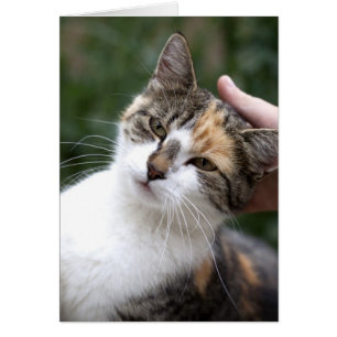 Calico Enjoys A Stroke