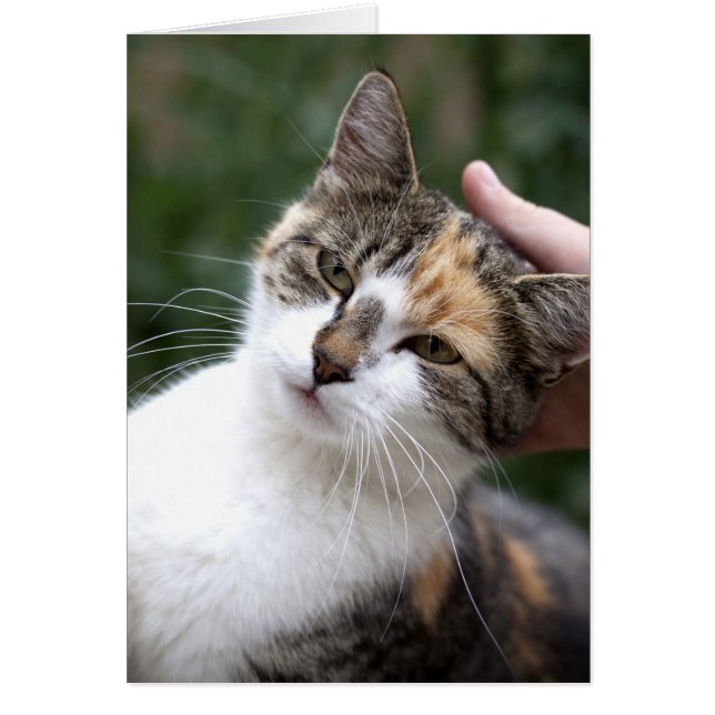 Calico Enjoys A Stroke (Front)
