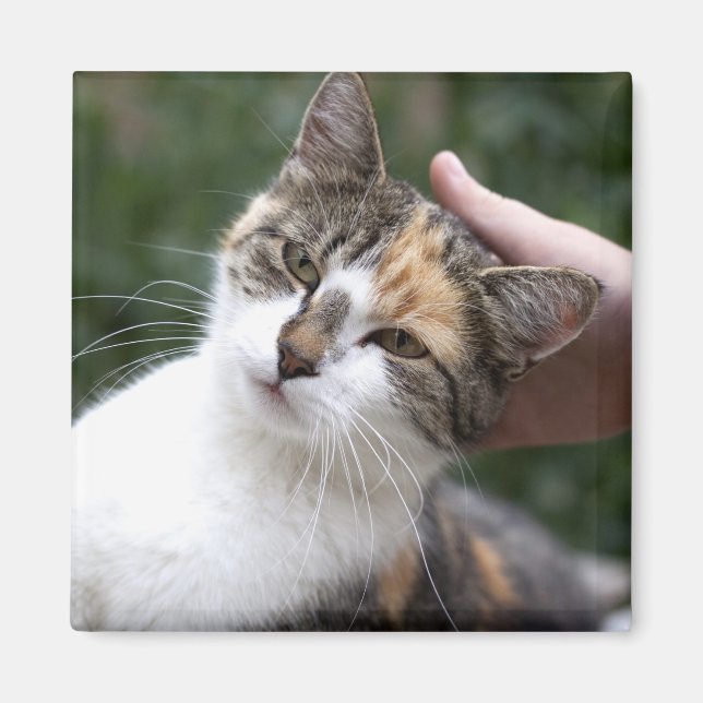 Calico Enjoys A Stroke Magnet (Front)