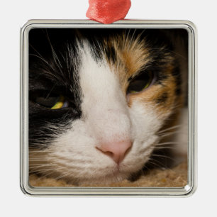 Calico Face Metal Ornament