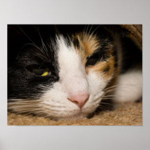 Calico Face Poster