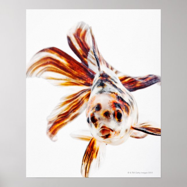 Calico Fantail Comet goldfish (Carassius Poster (Front)
