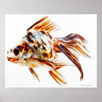 Calico Fantail Comet goldfish
