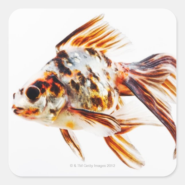 Calico Fantail Comet goldfish Square Sticker (Front)