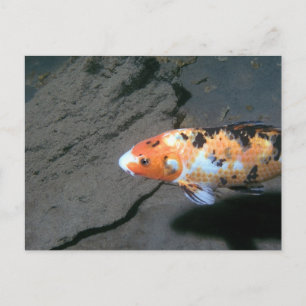 Calico Fish Postcard