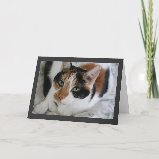 Calico greeting card (Front)