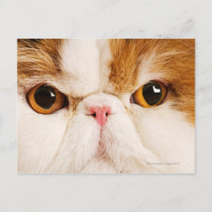 Calico Harlequin Persian Postcard