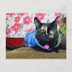Calico I Postcard