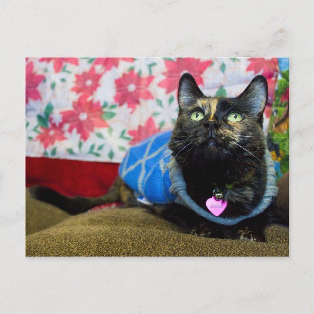 Calico II Postcard (Front)