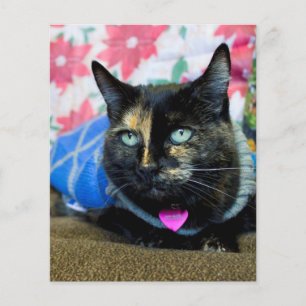 Calico III