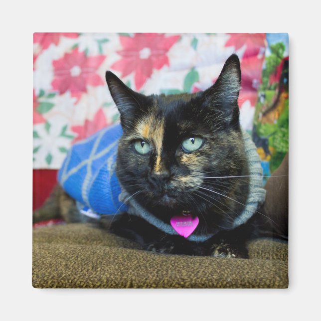 Calico III Magnet (Front)