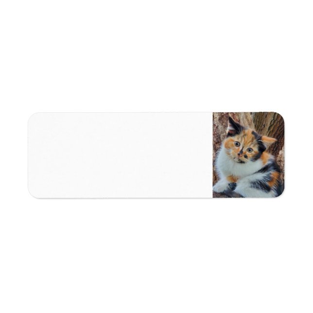 Calico kitten return address label (Front)