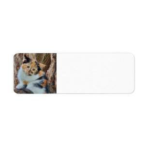 Calico kitten return address label