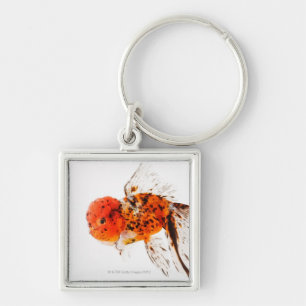 Calico lionhead goldfish (Carassius auratus). Key Ring