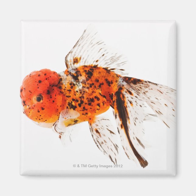 Calico lionhead goldfish (Carassius auratus) Magnet (Front)