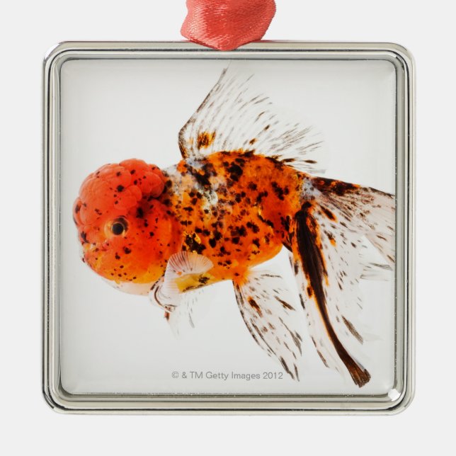 Calico lionhead goldfish (Carassius auratus) Metal Ornament (Front)