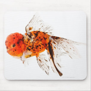 Calico lionhead goldfish (Carassius auratus) Mouse Pad