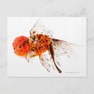 Calico lionhead goldfish (Carassius auratus). Postcard