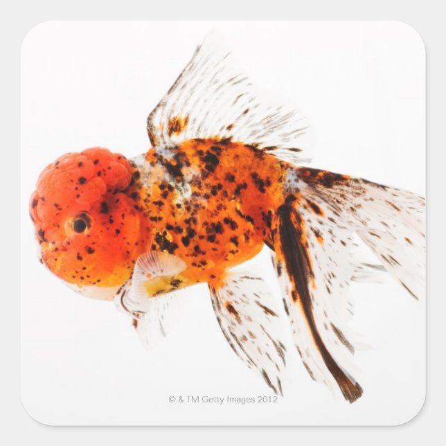Calico lionhead goldfish (Carassius auratus) Square Sticker (Front)