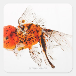 Calico lionhead goldfish (Carassius auratus). Square Sticker