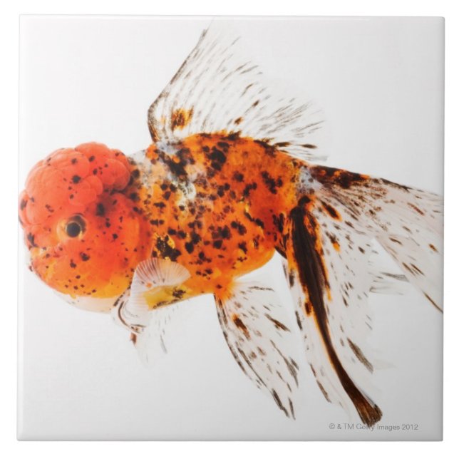 Calico lionhead goldfish (Carassius auratus) Tile (Front)