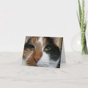 Calico note card