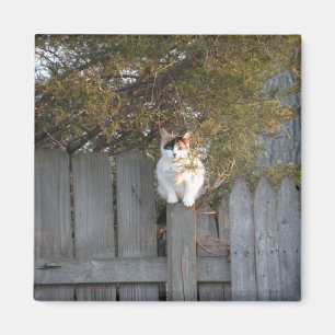 Calico on garden fence magnet