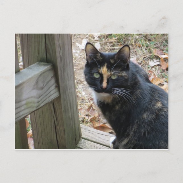 Calico On Steps Postcard (Front)