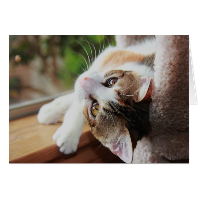 Calico on the Windowsill, precious kitty notes (Front Horizontal)