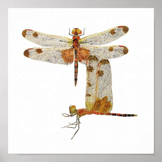 Calico Pennant Dragonfly Art Poster (Front)