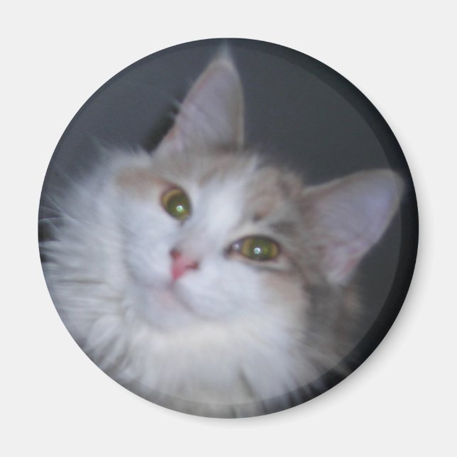 Calico princess magnet (Front)