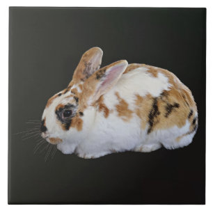 Calico Rabbit Ceramic Tile