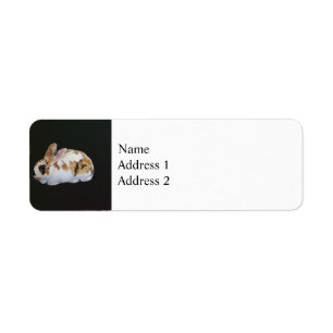 Calico Rabbit Return Address Label