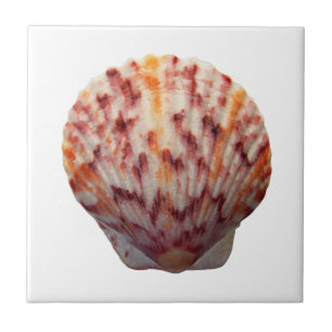 Calico Scallop Shell Ceramic Tile