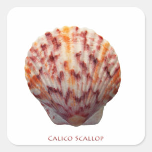Calico Scallop Shell Square Sticker