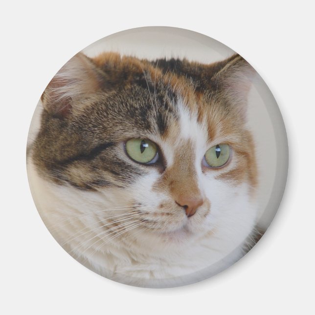 Calico tabby cat face magnet (Front)