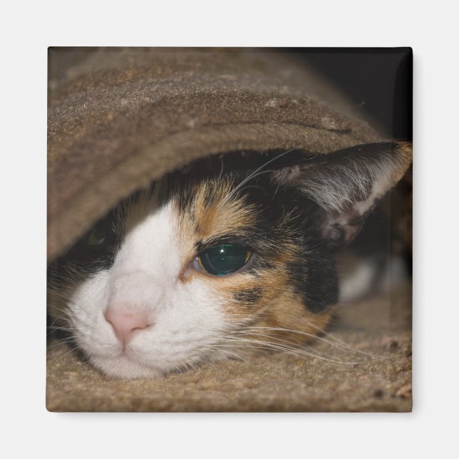 Calico Taco Magnet (Front)