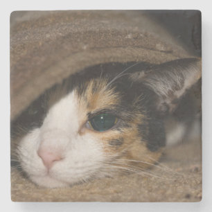 Calico Taco Stone Coaster